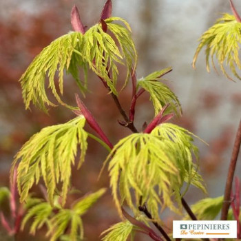 ACER PALMATUM SEIRYU