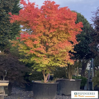 ACER PALMATUM SENKAKI