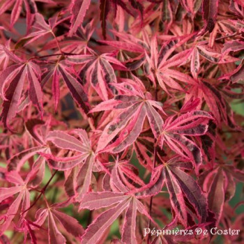 ACER PALMATUM SHIRAZZ