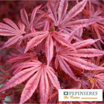 ACER PALMATUM SKEETER'S BROOM
