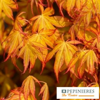 ACER PALMATUM UENO YAMA