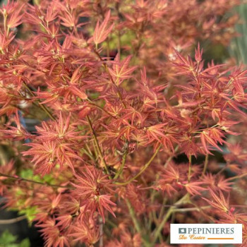ACER PALMATUM WILSON'S PINK DWARF