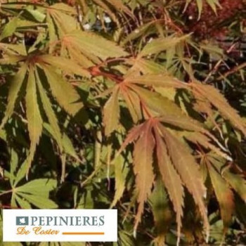 ACER PALMATUM ELEGANS