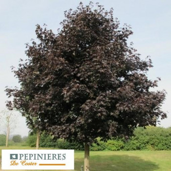 ACER PLATANOIDES ROYAL RED