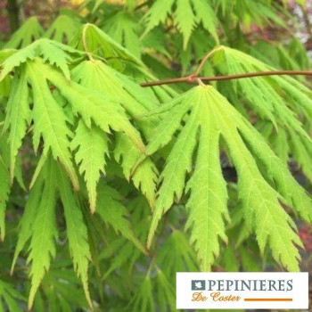 ACER PSEUDOSIEBOLDIANUM ARCTIC JADE