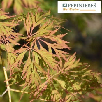 ACER PSEUDOSIEBOLDIANUM ICE DRAGON