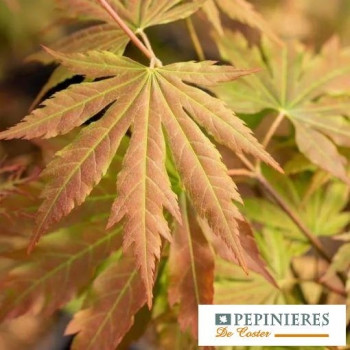 ACER PSEUDOSIEBOLDIANUM NORTH WIND