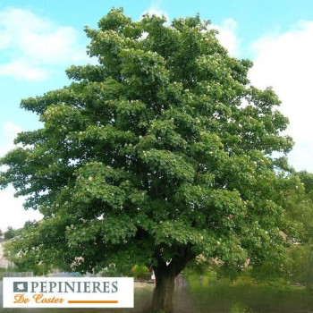 ACER PSEUDOPLATANUS