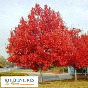 ACER RUBRUM BRANDYWINE