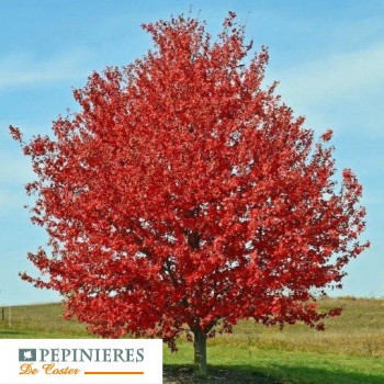 ACER RUBRUM