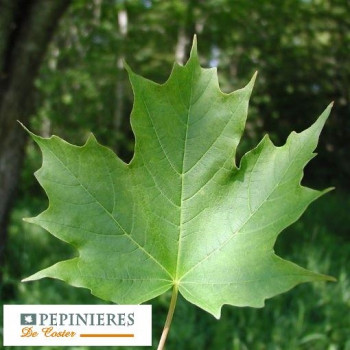 ACER SACCHARUM