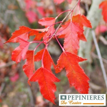 ACER TATARICUM SUBSP. GINNALA