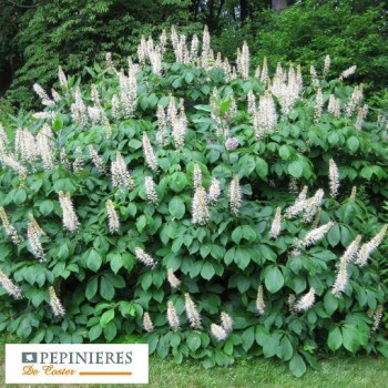 AESCULUS PARVIFLORA