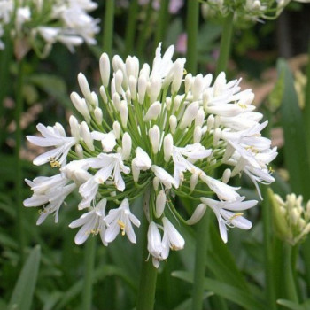 AGAPANTHUS AFRICANUS ALBUS
