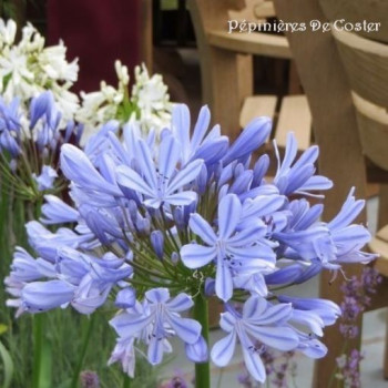 AGAPANTHUS AFRICANUS BLEU