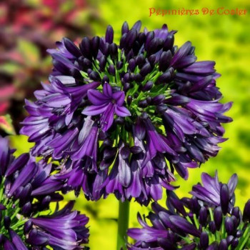 AGAPANTHUS BLACK JACK