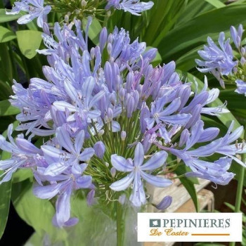 AGAPANTHUS  CRYSTAL BLUE