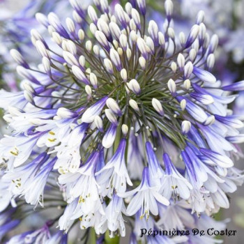 AGAPANTHUS  FIREWORKS