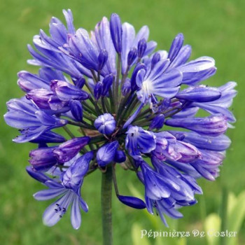 AGAPANTHUS FLOWER OF LOVE