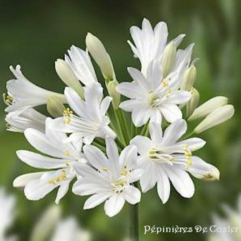 AGAPANTHUS  L'AMOUR D'ETE BLANC