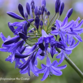 AGAPANTHUS  NORTHERN STAR