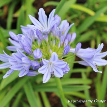 AGAPANTHUS PITCHOUNE BLUE