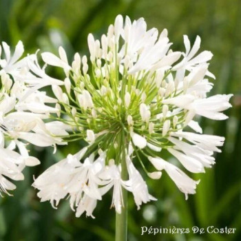 AGAPANTHUS PITCHOUNE WHITE