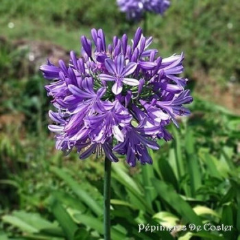 AGAPANTHUS  POPPIN PURPLE