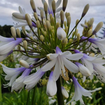 AGAPANTHUS  QUEEN MUM