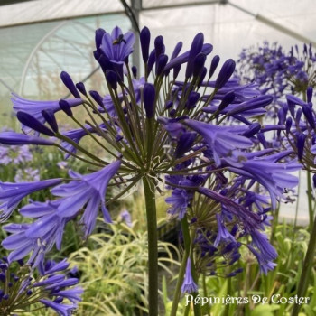 AGAPANTHUS TORNADO