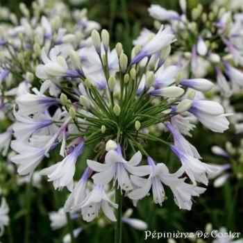 AGAPANTHUS  TWISTER