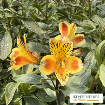 ALSTROMERIA GARDEN SUMMER BREEZE
