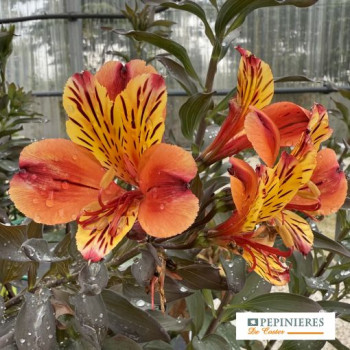 ALSTROMERIA INDIAN SUMMER