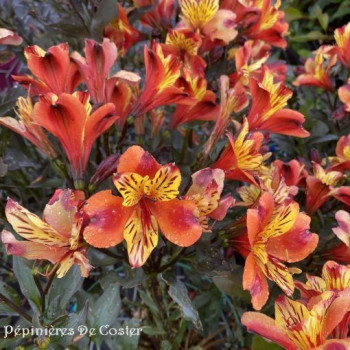 ALSTROMERIA INDIAN SUMMER