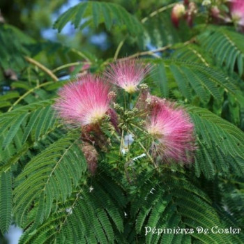 ALBIZIA JULIBRISSIN OMBRELLA