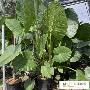 ALOCASIA MACRORRHIZA
