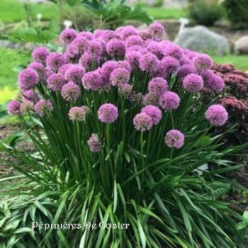 ALLIUM MILLENIUM