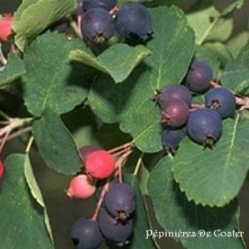 AMELANCHIER ALNIFOLIA NORTHLINE