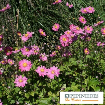 ANEMONE HYBRIDA PAMINA