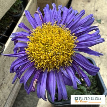 ASTER ALPINUS DUNKLE SCHÖNE