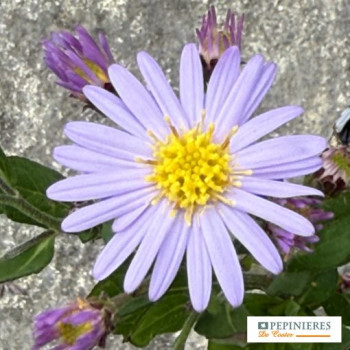 ASTER AGERATOIDES STARDUST