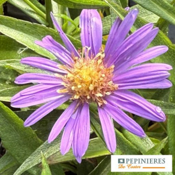 ASTER DUMOSUS AUGENWEIDE