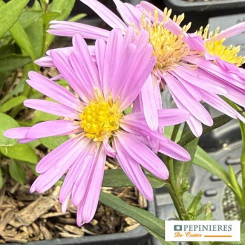 ASTER DUMOSUS HERBST V. BRESSERHOF