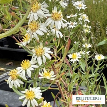 ASTER ERICOIDES