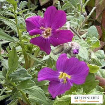 AUBRIETA ROYAL RED