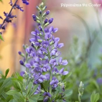 BAPTISIA DECADENCE BLUEBERRY SUNDAE