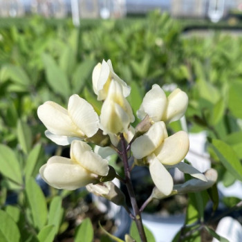 BAPTISIA DECADENCE VANILLA CREAM