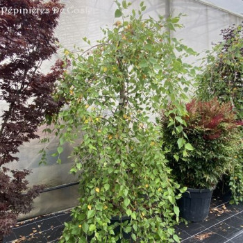 BETULA NIGRA SUMMER CASCADE
