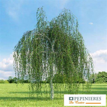 BETULA PENDULA YOUNGII