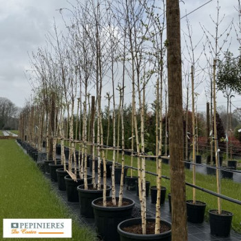 BETULA PENDULA (B.ALBA) (B.VERRUCOSA)